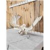 Image 2 : 53" Wide Moose Antlers On Skull