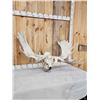Image 3 : 53" Wide Moose Antlers On Skull