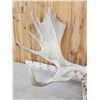 Image 4 : 53" Wide Moose Antlers On Skull