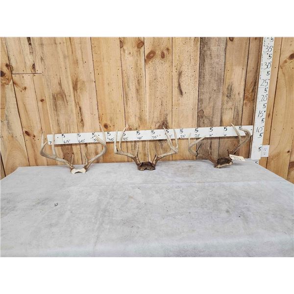 3 Sets Of Whitetail Antlers On Skull Plate