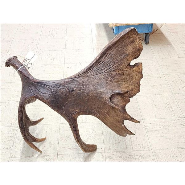 BIG Alaskan Moose Self Standing Shed Antler