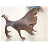 Image 1 : BIG Alaskan Moose Self Standing Shed Antler