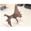 Image 2 : BIG Alaskan Moose Self Standing Shed Antler