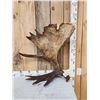 Image 5 : BIG Alaskan Moose Self Standing Shed Antler