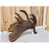 Image 6 : BIG Alaskan Moose Self Standing Shed Antler