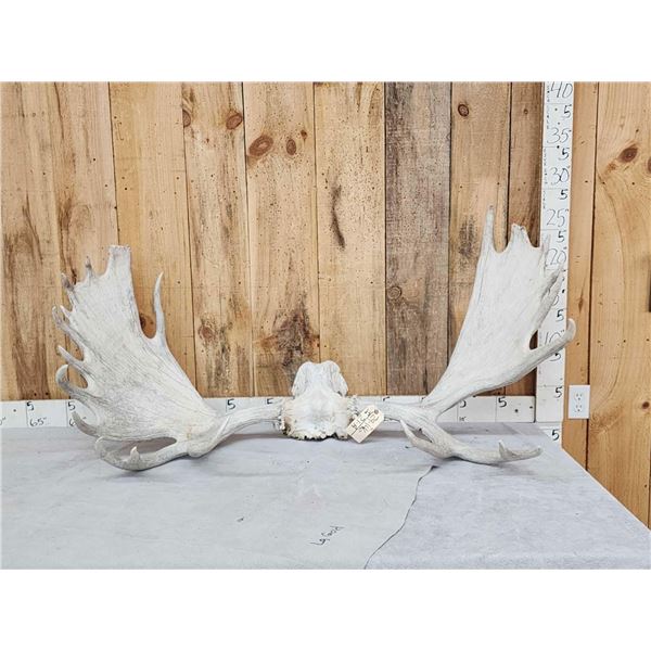 53" Wide Moose Antlers On Skull Plate