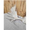 Image 3 : 53" Wide Moose Antlers On Skull Plate