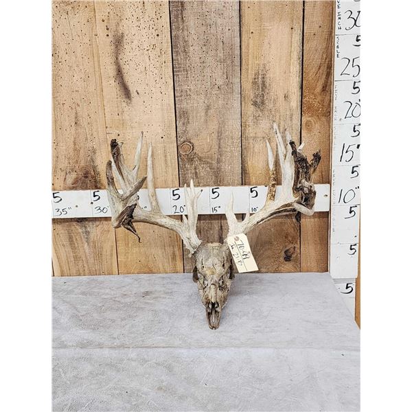 Main Frame 6x5 Whitetail Antlers On Skull