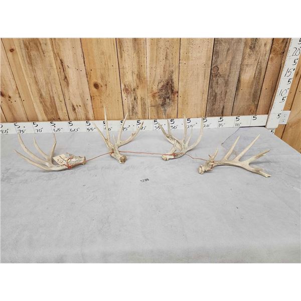 Group Of 4 Whitetail Shed Antlers