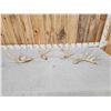 Image 1 : Group Of 4 Whitetail Shed Antlers