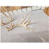 Image 2 : Group Of 4 Whitetail Shed Antlers