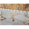 Image 4 : Group Of 4 Whitetail Shed Antlers