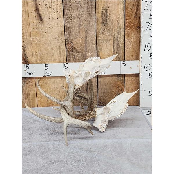 Locked Set Of Whitetail Antlers On Skull