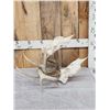 Image 1 : Locked Set Of Whitetail Antlers On Skull