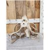 Image 2 : Locked Set Of Whitetail Antlers On Skull