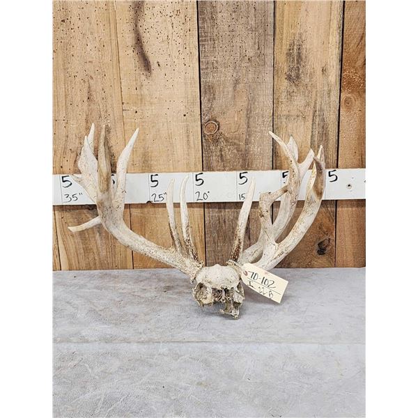 Big Gnarly Nontypical Whitetail Antlers On Skull Plate