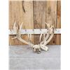 Image 1 : Big Gnarly Nontypical Whitetail Antlers On Skull Plate