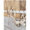 Image 3 : Big Gnarly Nontypical Whitetail Antlers On Skull Plate