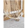 Image 4 : Big Gnarly Nontypical Whitetail Antlers On Skull Plate