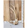 Image 1 : Freak Double Beam Elk Shed Antler