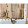Image 1 : 5x5 Mule Deer Antlers On Skull Plate