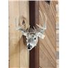 Image 1 : 4x4 Whitetail Shoulder Mount Taxidermy