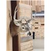 Image 3 : 4x4 Whitetail Shoulder Mount Taxidermy