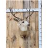 Image 1 : 5x5 Mule Deer Shoulder Mount Taxidermy