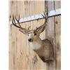 Image 2 : 5x5 Mule Deer Shoulder Mount Taxidermy