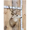 Image 3 : 5x5 Mule Deer Shoulder Mount Taxidermy