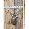 Image 1 : High 200 Class Whitetail Shoulder Mount Taxidermy