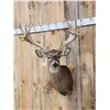 Image 2 : High 200 Class Whitetail Shoulder Mount Taxidermy