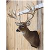 Image 3 : High 200 Class Whitetail Shoulder Mount Taxidermy
