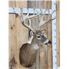 Image 4 : High 200 Class Whitetail Shoulder Mount Taxidermy