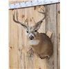 Image 2 : 4x5 Whitetail Shoulder Mount Taxidermy
