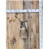 Image 1 : 5x5 Whitetail Shoulder Mount Taxidermy