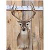 Image 2 : 5x5 Whitetail Shoulder Mount Taxidermy