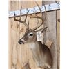 Image 3 : 5x5 Whitetail Shoulder Mount Taxidermy