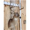 Image 4 : 5x5 Whitetail Shoulder Mount Taxidermy