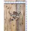 Image 1 : 5x5 Whitetail Shoulder Mount Taxidermy