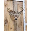 Image 2 : 5x5 Whitetail Shoulder Mount Taxidermy