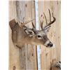 Image 3 : 5x5 Whitetail Shoulder Mount Taxidermy