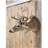 Image 4 : 5x5 Whitetail Shoulder Mount Taxidermy