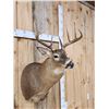 Image 2 : 4x4 Whitetail Shoulder Mount Taxidermy