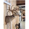 Image 8 : MONSTER 5 Droptine Whitetail Shoulder Mount Taxidermy