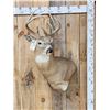 Image 1 : 5x5 Whitetail Shoulder Mount Taxidermy