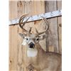 Image 2 : 5x5 Whitetail Shoulder Mount Taxidermy
