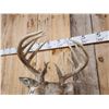 Image 3 : 5x5 Whitetail Shoulder Mount Taxidermy