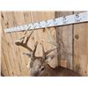 Image 4 : 5x5 Whitetail Shoulder Mount Taxidermy