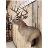 Image 5 : 5x5 Whitetail Shoulder Mount Taxidermy